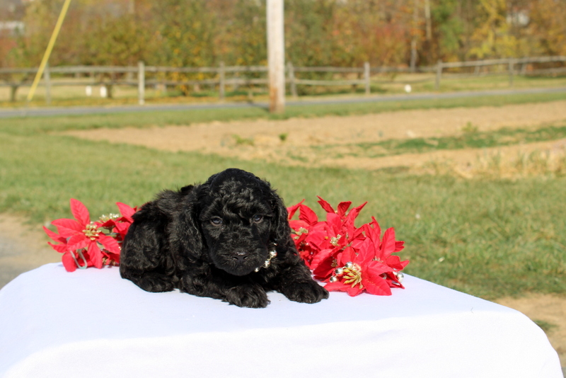 puppy, for, sale, Miniature Poodle, Matthew B. Stoltzfus, dog, breeder, Gap, PA, dog-breeder, puppy-for-sale, forsale, nearby, find, puppyfind, locator, puppylocator, aca